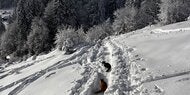 Katzen auf Skipiste ausgesetzt – aufwendige Rettung