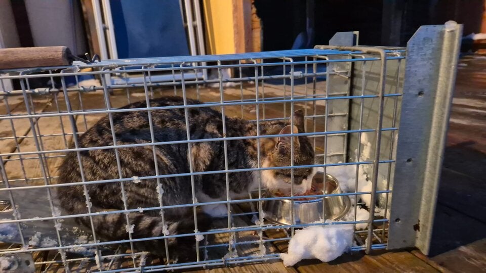 Katzen auf Skipiste ausgesetzt – aufwendige Rettung