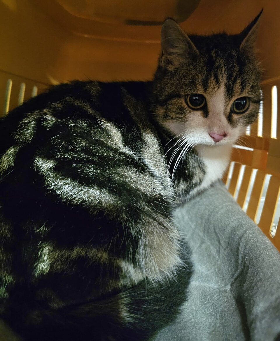 Katzen vom Berg gerettet