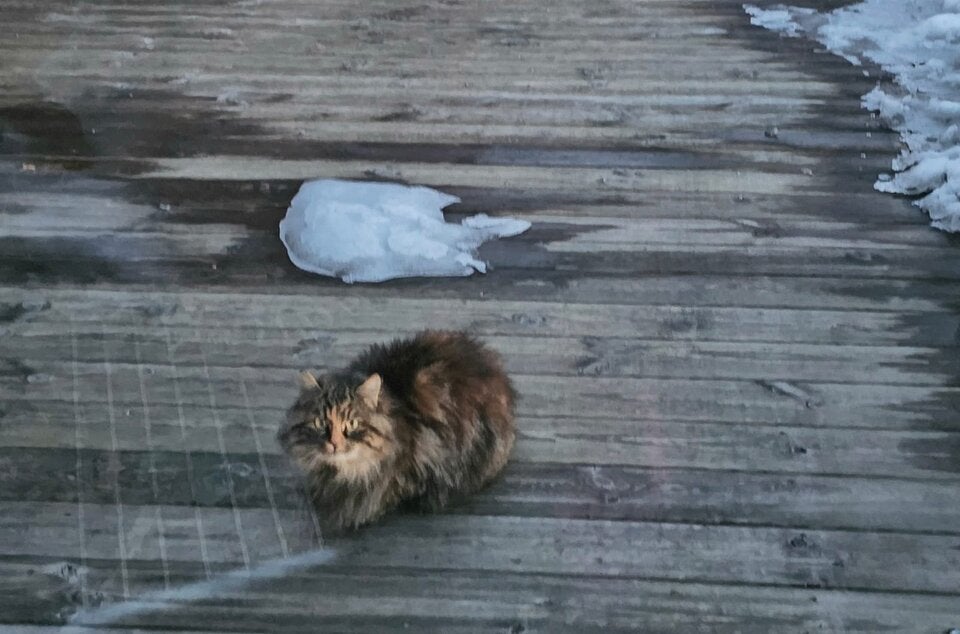 Katzen vom Berg gerettet