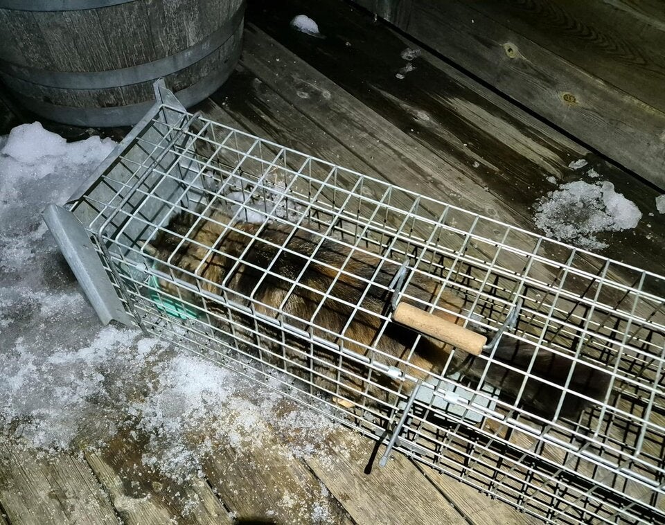 Katzen vom Berg gerettet