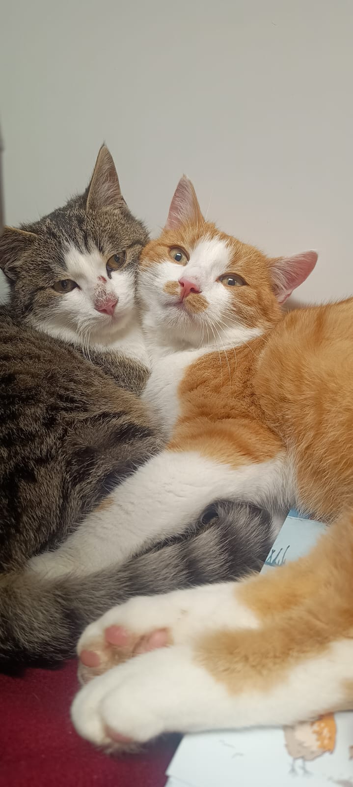 Katzen Alm zurückgelassen Schnee