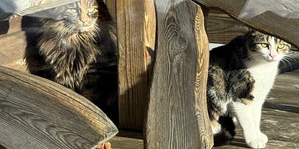 Katzen vom Berg gerettet