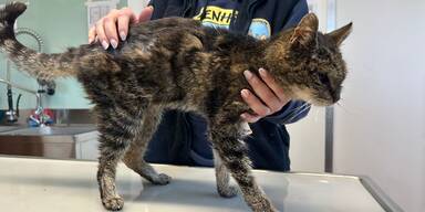 Ausgehungerte und dehydrierte Katze Mattighofen (Bezirk Braunau)