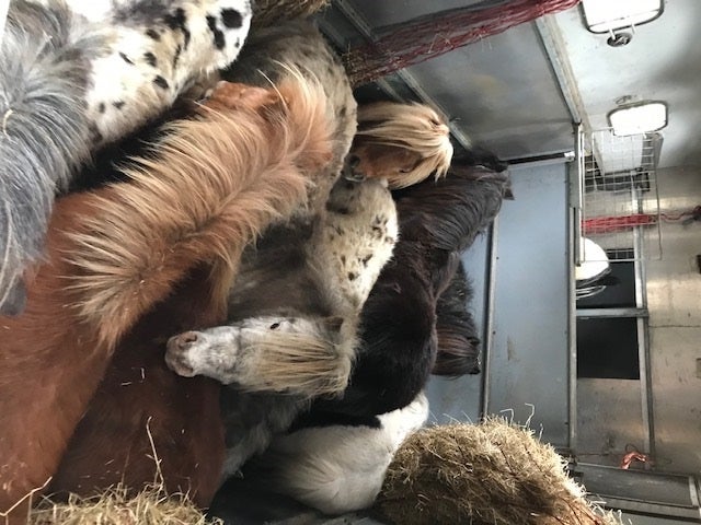 Grausamer Tiertransport: 9 Ponys eingezwängt