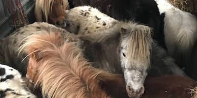 Grausamer Tiertransport: 9 Ponys eingezw&auml;ngt