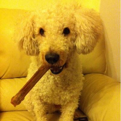 Hundewahl - Lennox, 14 Moante