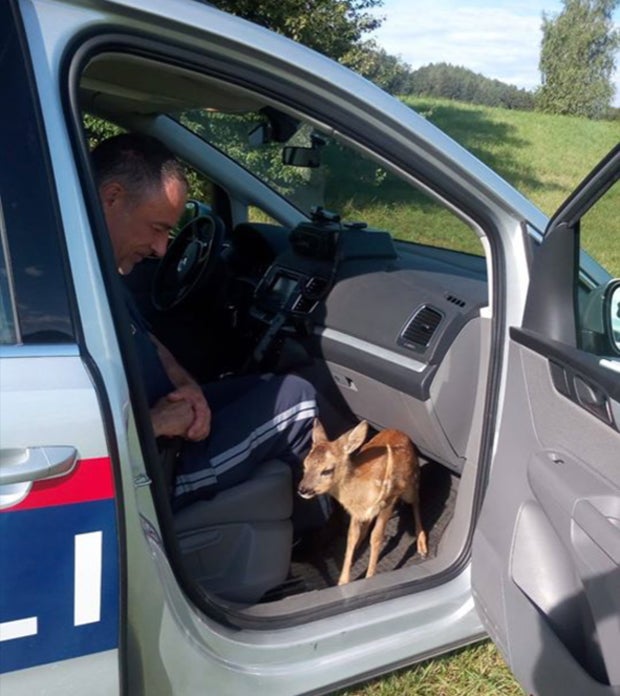 Herzzerreißend: Polizei rettet Rehkitz das Leben