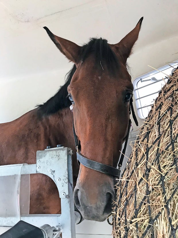 Reiterstaffel: Minister hat sein erstes Pferd