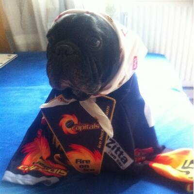 Hundewahl - Lennox, 14 Moante