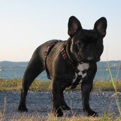 Hundewahl - Lennox, 14 Moante