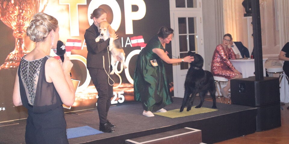 Top Dog Austria 2025: Spaniel-Sensation auf Schloss Laxenburg! Drama, Tränen und Jonny Lee