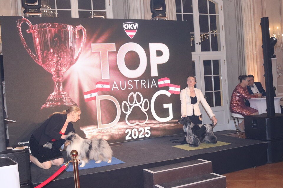 Top Dog Austria 2025: Spaniel-Sensation auf Schloss Laxenburg! Drama, Tränen und Jonny Lee
