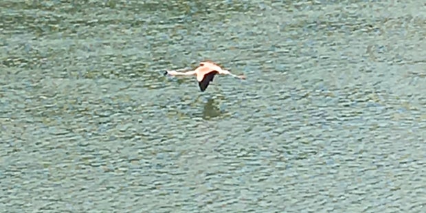 Flamingo Salzach