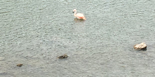 Flamingo Salzach