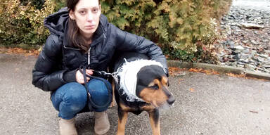 Diensthund zerfetzt Mischlings-Rüden