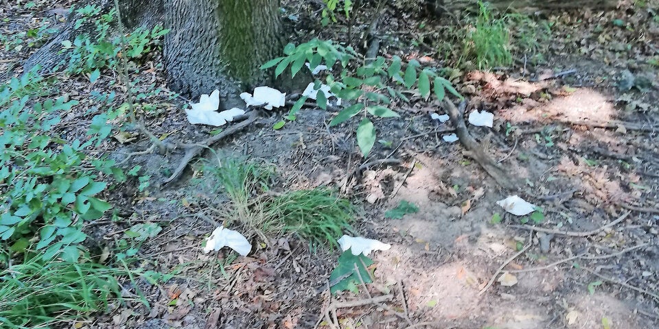 Prater-Auen Corona-Partys