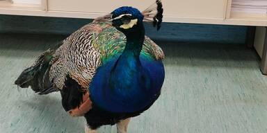 Pfau