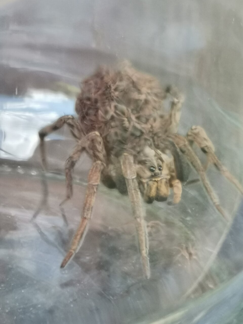 Gift-Spinnen-Alarm im Burgenland