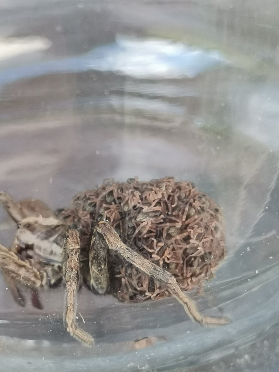 Gift-Spinnen-Alarm im Burgenland