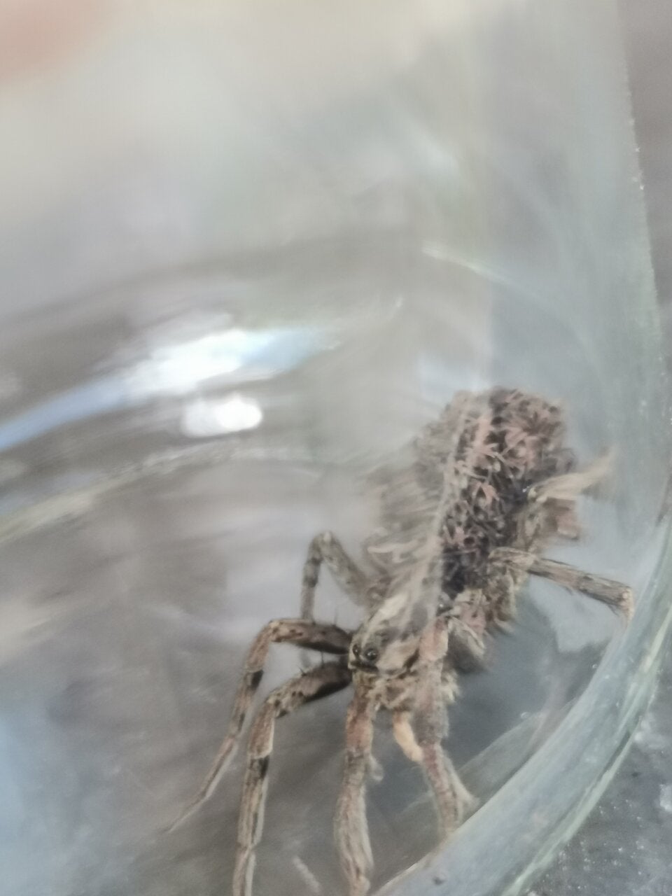 Gift-Spinnen-Alarm im Burgenland