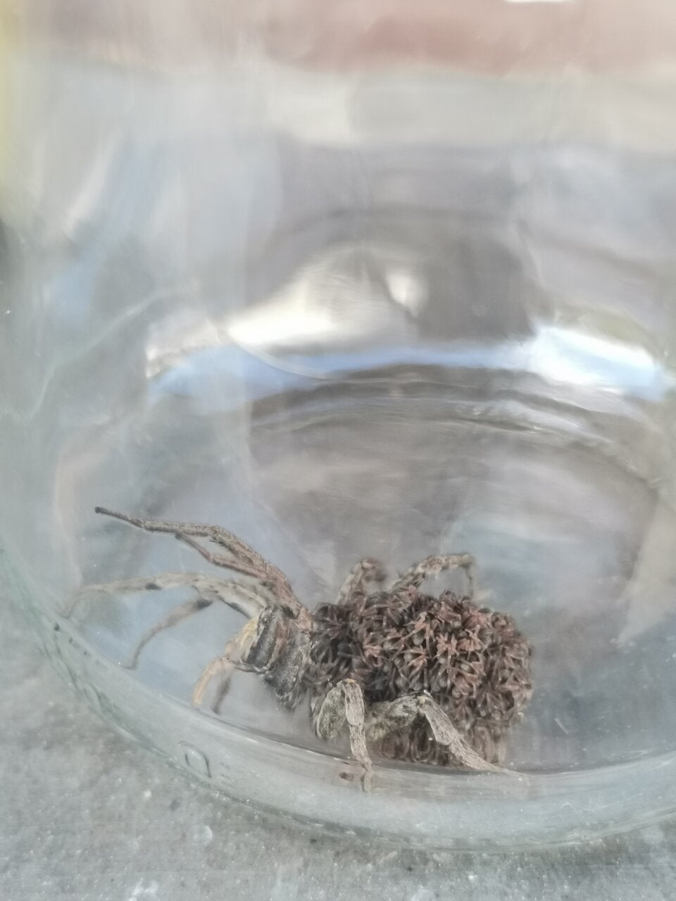 Gift-Spinnen-Alarm im Burgenland