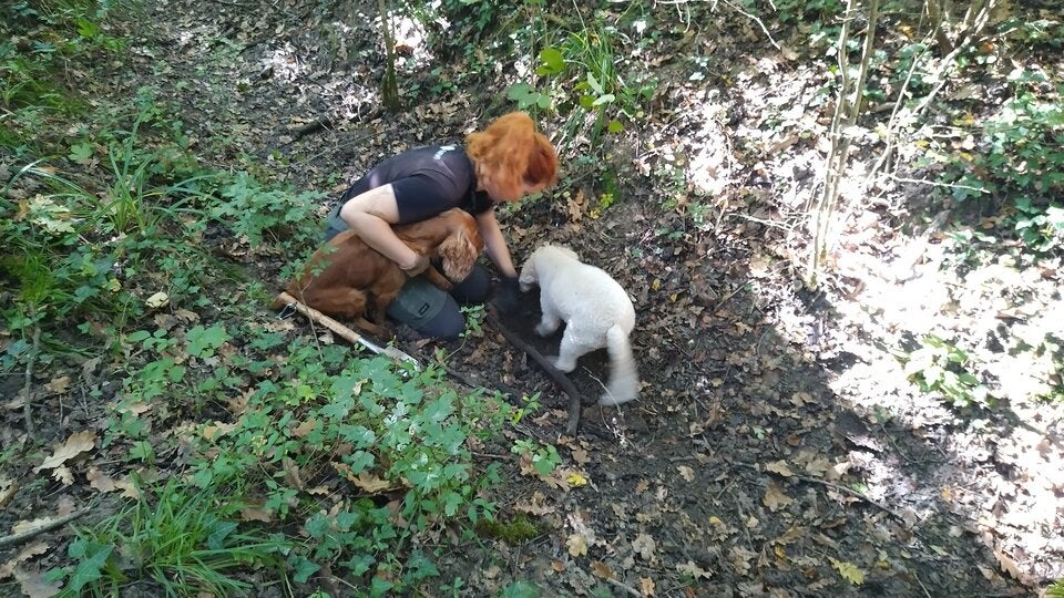 Trüffelsuche mit Familie Karlic. Die Trüffelhunde mit ihren feinen Spürnasen finden das schwarze Gold.