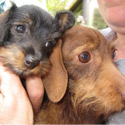 Hundewahl - Lennox, 14 Moante