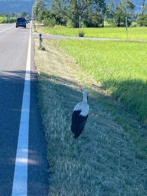 Storch von Auto angefahren – gerettet