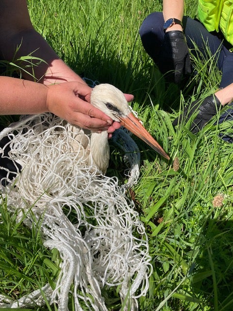 Storch von Auto angefahren – gerettet