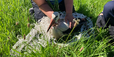 Storch von Auto angefahren – gerettet