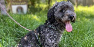 Mann gibt eigenen Hund als "Findling" in Tierheim ab