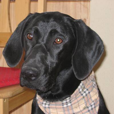 Hundewahl - Lennox, 14 Moante