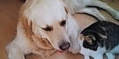 Polizist erschoss Behinderten-Hund "Felix"