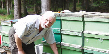 Giftanschlag: 1 Million Bienen tot