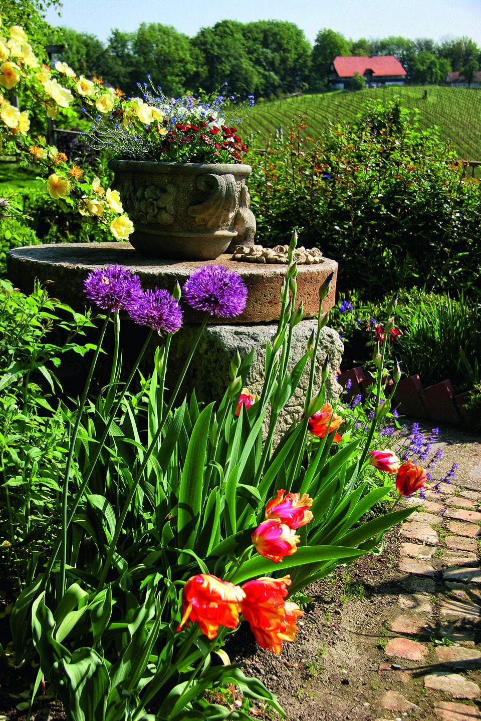 Traumhafte Tulpen: Expertin verrät die besten Tipps für den Garten