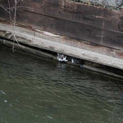 Feuerwehr-Taucher rettet Katze