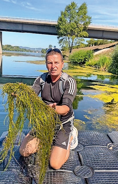 Donau: Neue Schlingpflanze killt den Badespaß