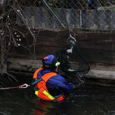 Feuerwehr-Taucher rettet Katze