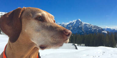 So berechnen Sie, wie alt Ihr Hund wirklich ist