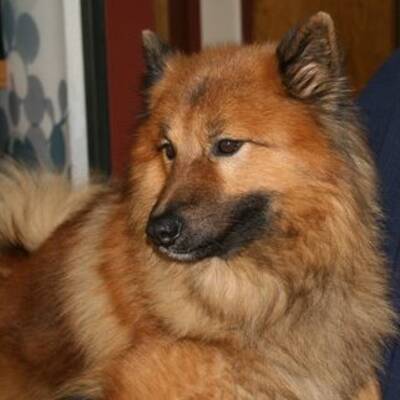 Hundewahl - Lennox, 14 Moante