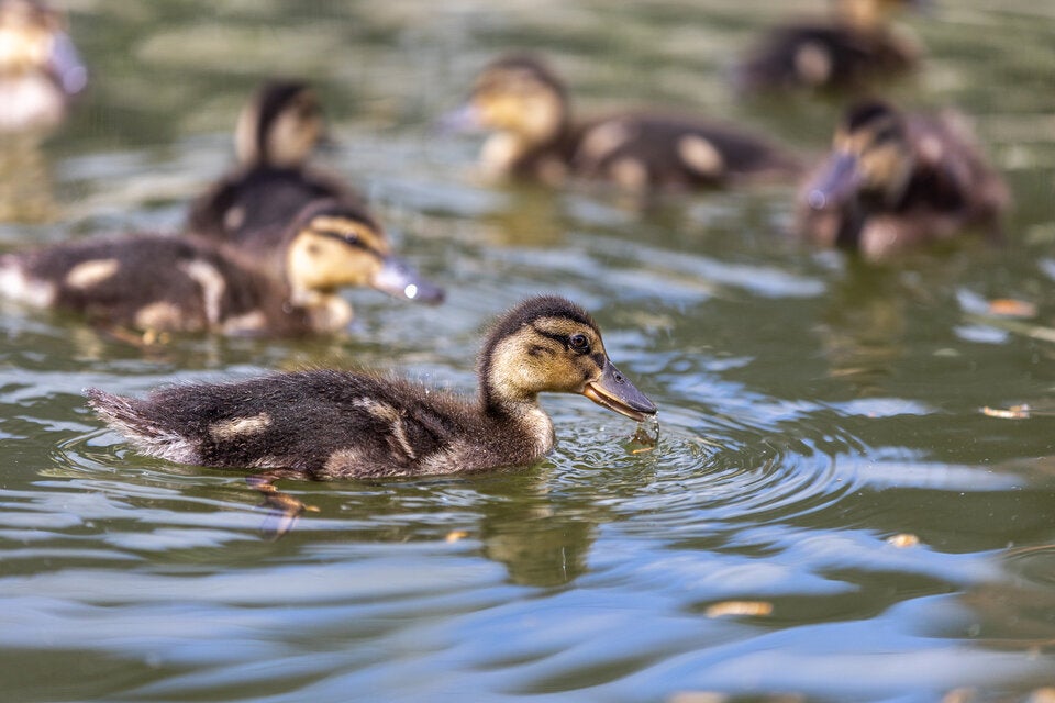 Ein Blick hinter die Kulissen des Wildtierschutzes in der Steiermark