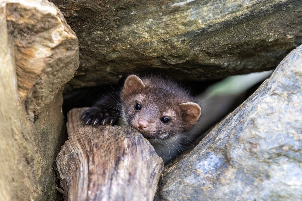 Ein Blick hinter die Kulissen des Wildtierschutzes in der Steiermark