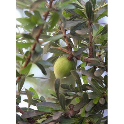 Arganöl erobert die Beauty-Welt