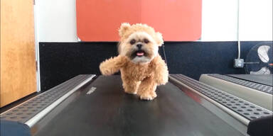 „Ewok“-Hund zeigt Workout