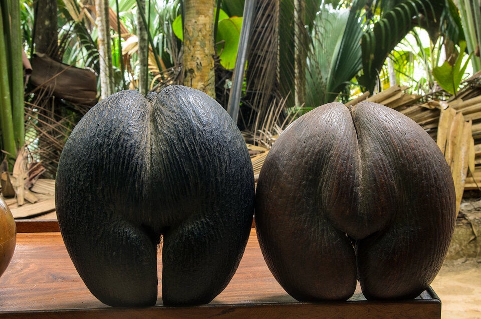 Seychellennuss. Mit bis zu 20 kg Gewicht der größte Pflanzensamen der Welt.