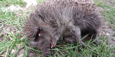 Igel (2).png