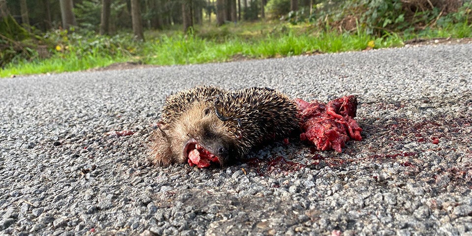 Igel auf Straße überfahren