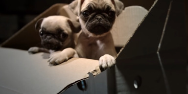 Illegal Welpenhandel 2.PNG