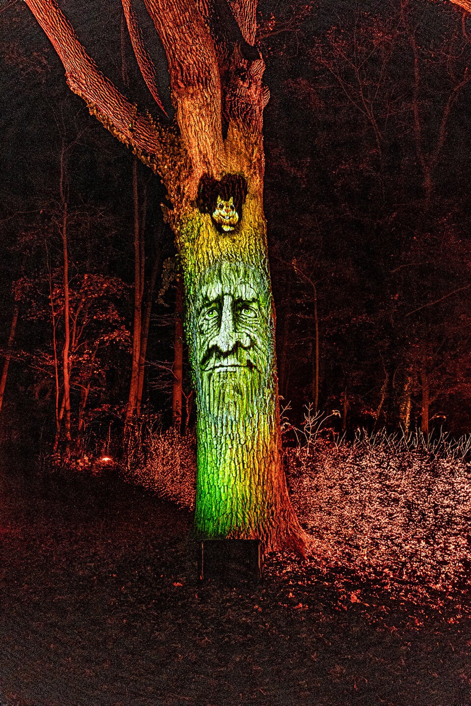 Sprechender Baum - besonders beliebt bei ;inder. Mit neuer Geschichte!